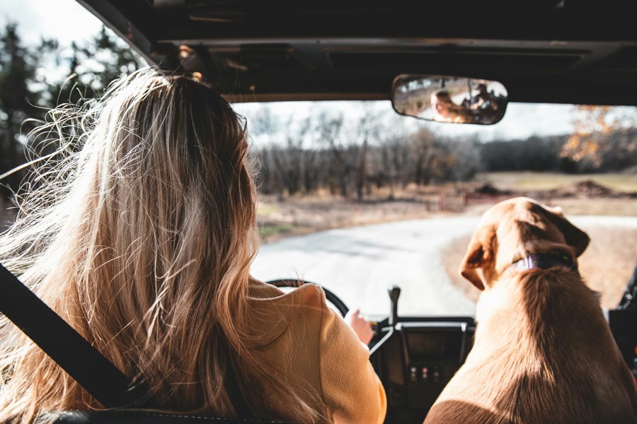 Family driving with window tint: a driver with a dog riding in the front seat