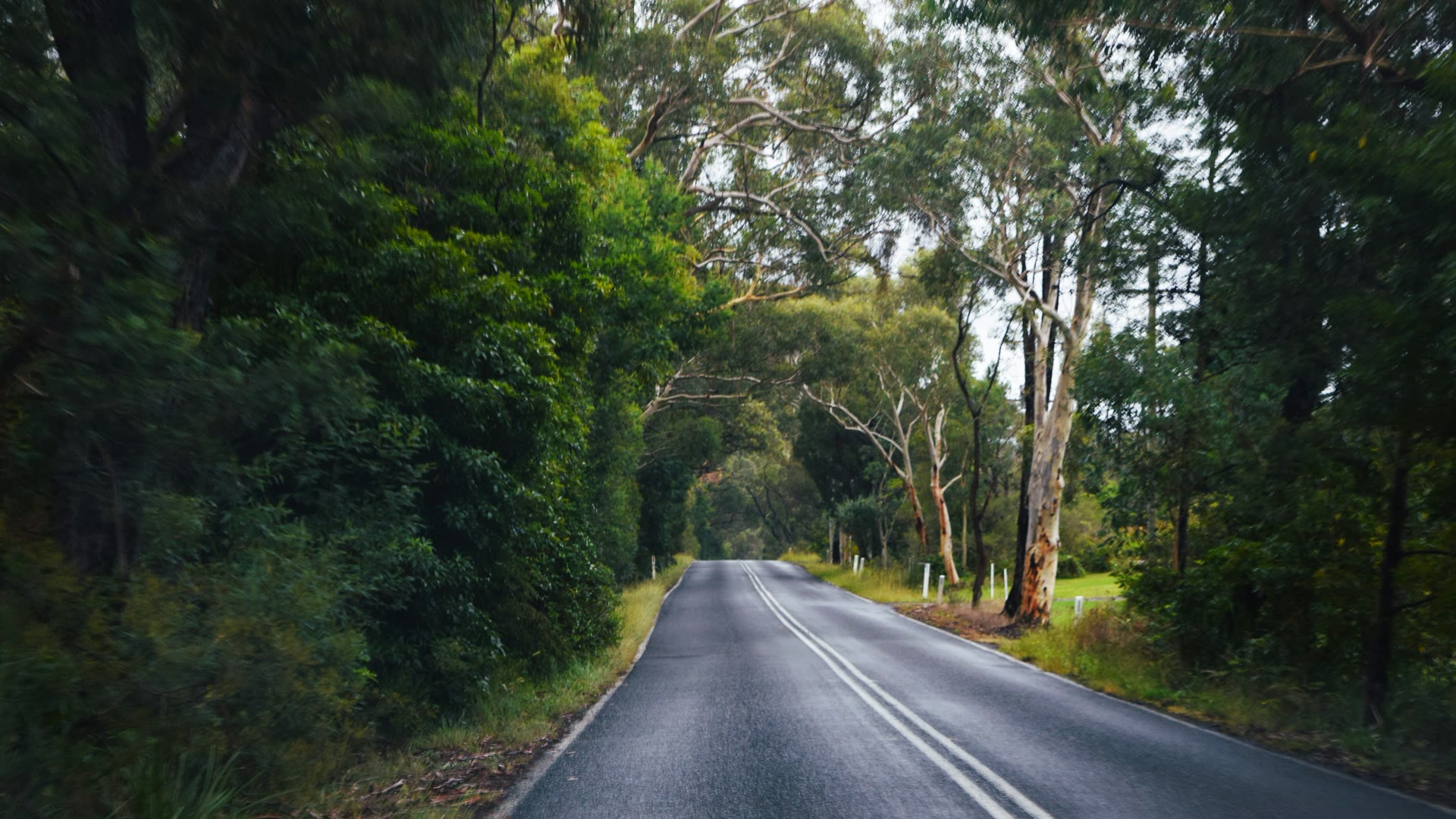 Car window tinting Kalamunda: a road running through a tunnel of tall trees